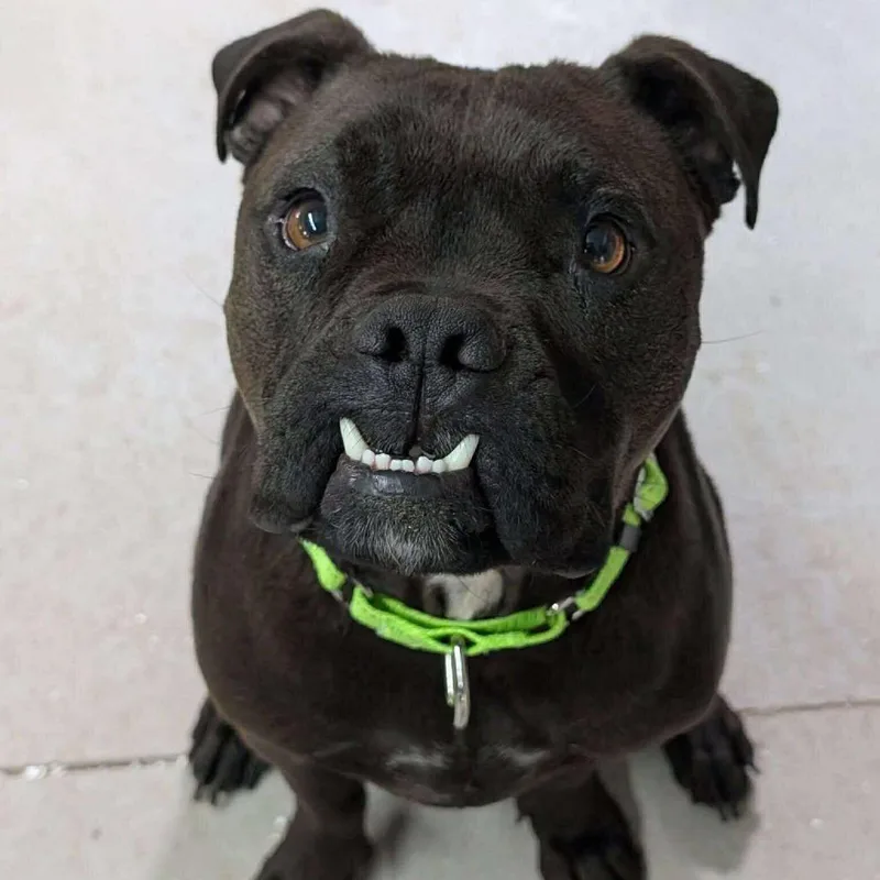 Chili Bean thumbnail 2