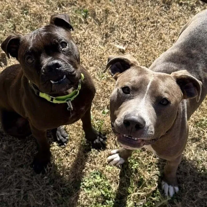 Chili Bean thumbnail 3