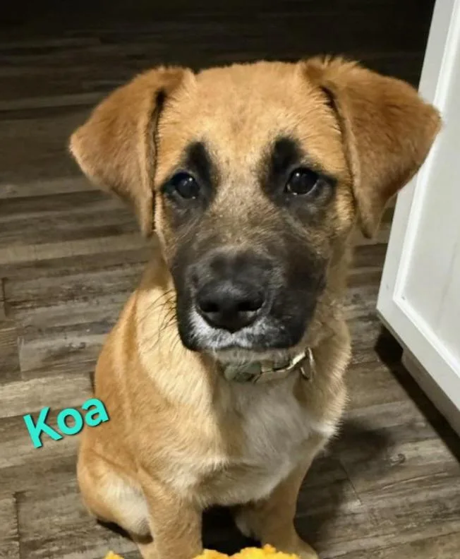 Koa
