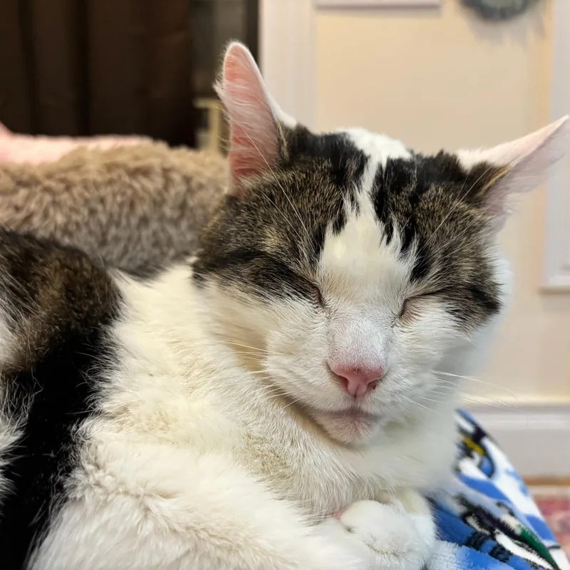 Dragon Roll thumbnail 2