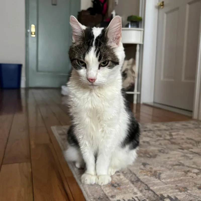 Dragon Roll thumbnail 3