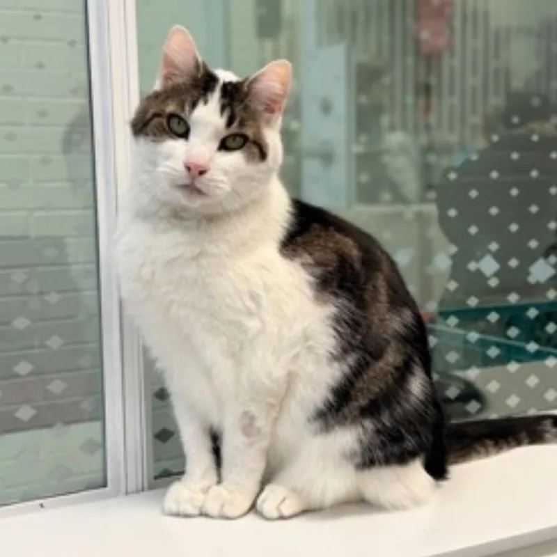 Dragon Roll thumbnail 4