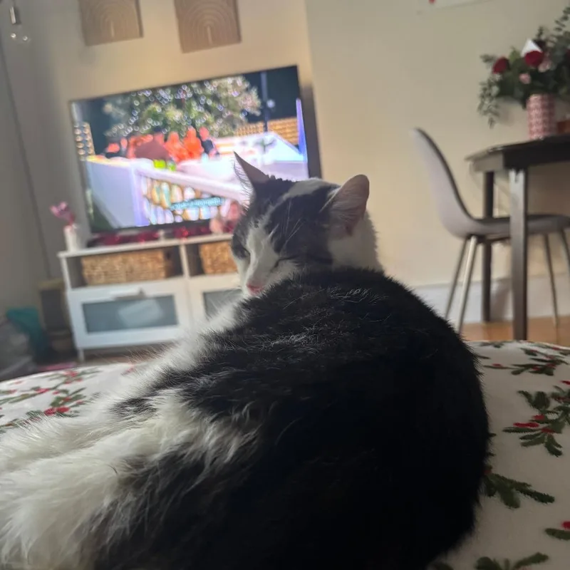 Dragon Roll thumbnail 5