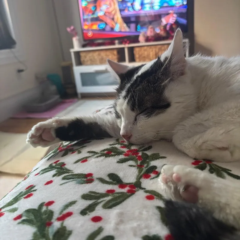 Dragon Roll thumbnail 6