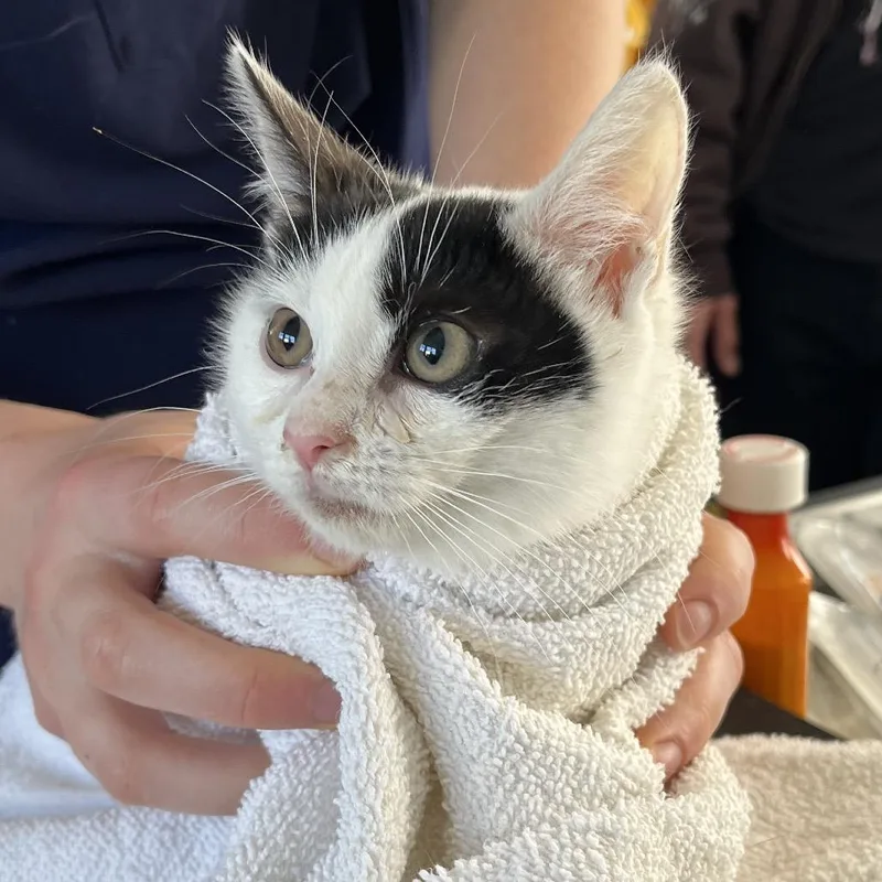 Tinkerbell thumbnail 2