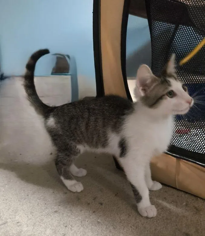 Trash Panda thumbnail 2