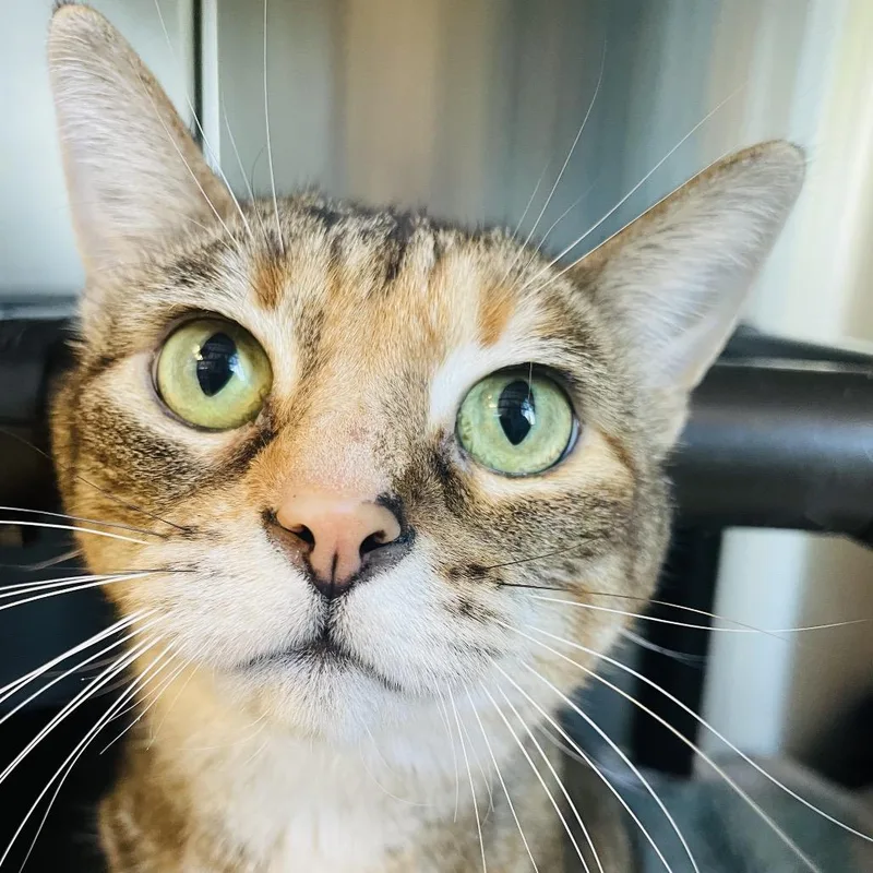 Veronica thumbnail 2