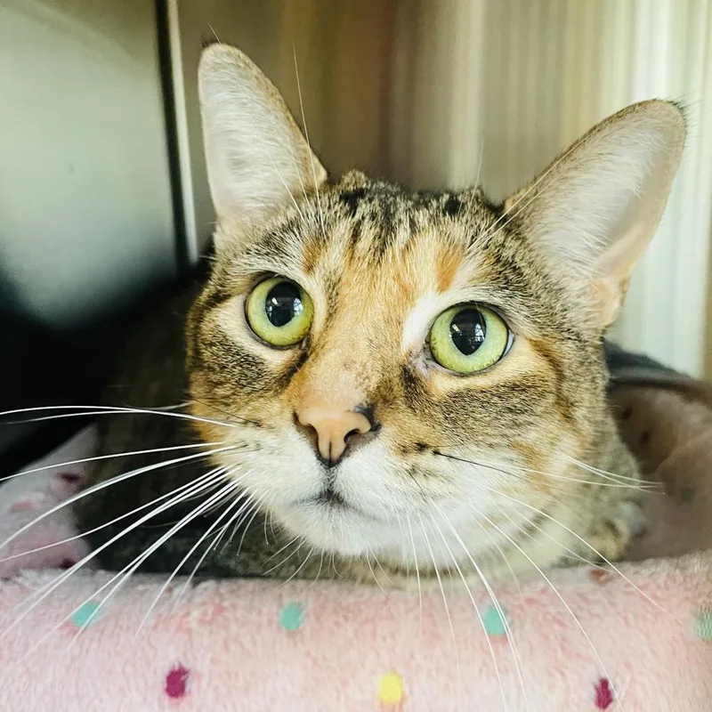 Veronica thumbnail 3