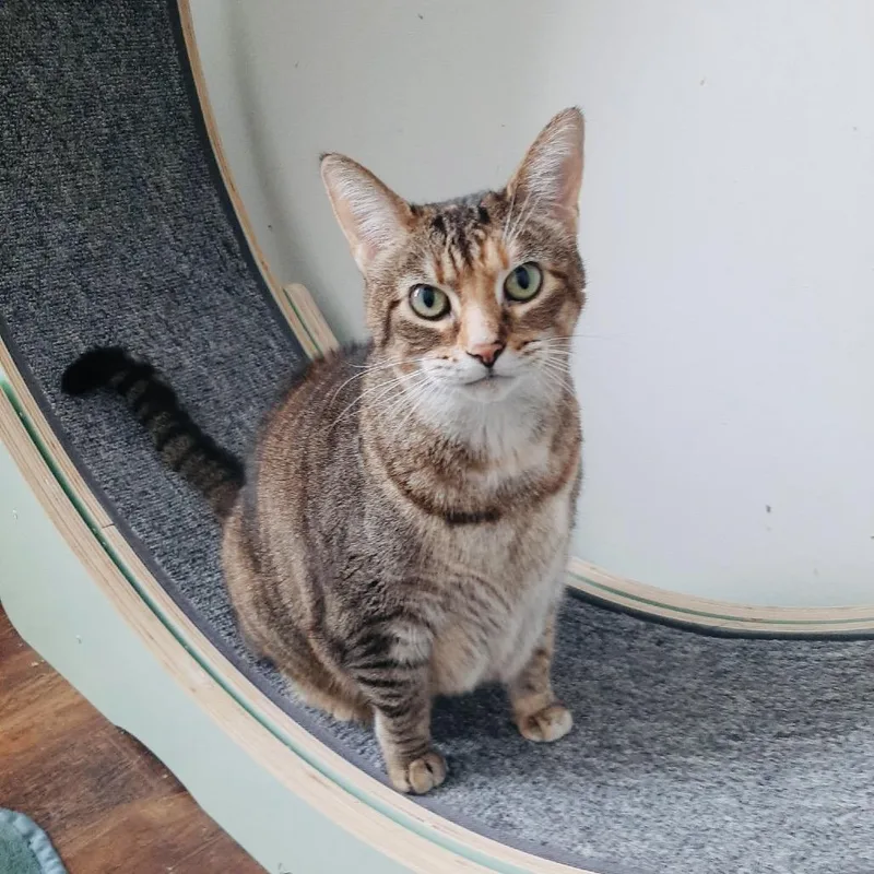 Veronica thumbnail 4