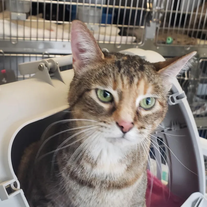 Veronica thumbnail 5