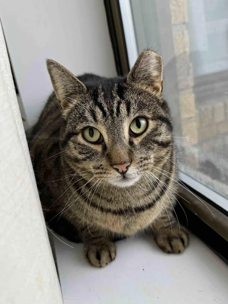 Pillsbury thumbnail 2