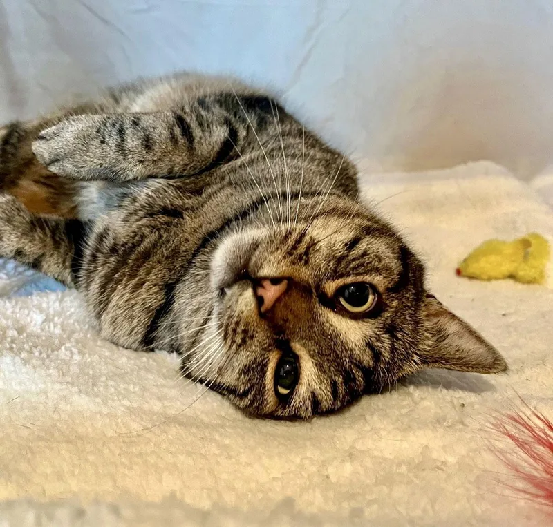 Pillsbury thumbnail 3