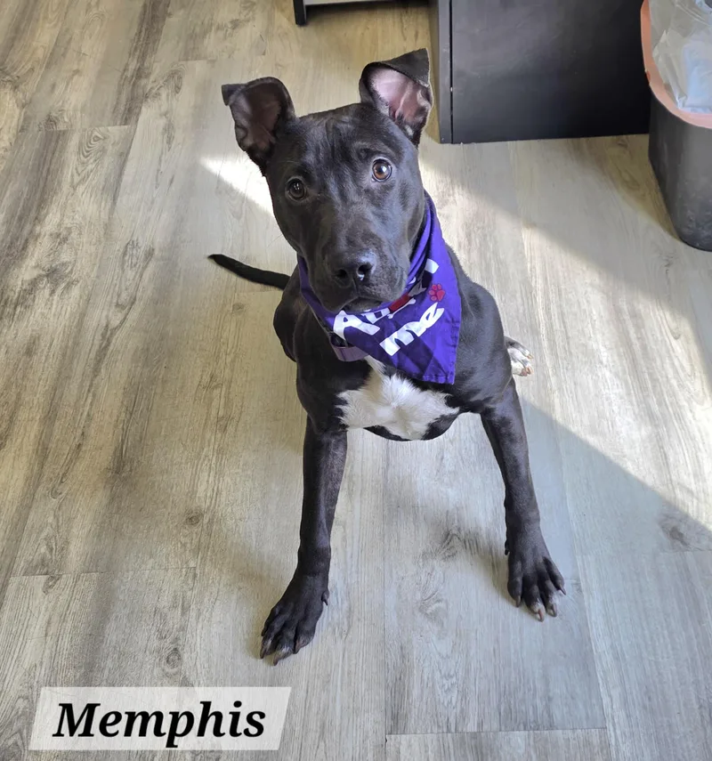 Memphis