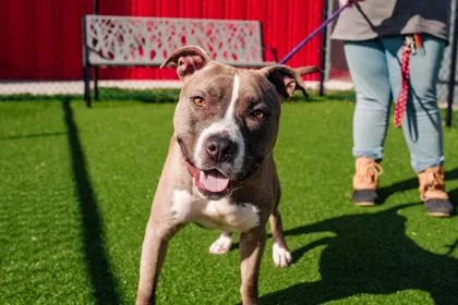 Gomez Fka Trigger thumbnail 3