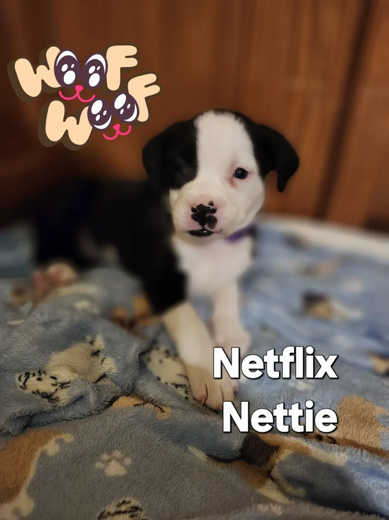 Netflix thumbnail 6