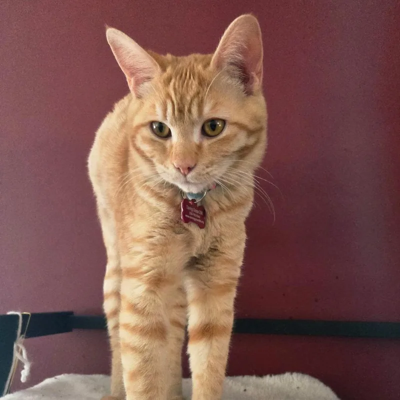 Frenchie thumbnail 2