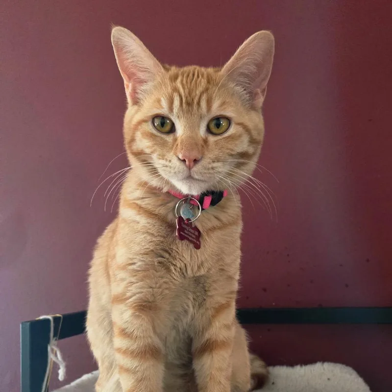 Frenchie thumbnail 3