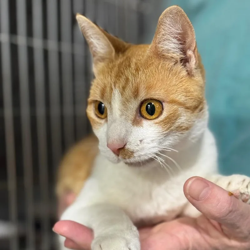 Maybelle thumbnail 2