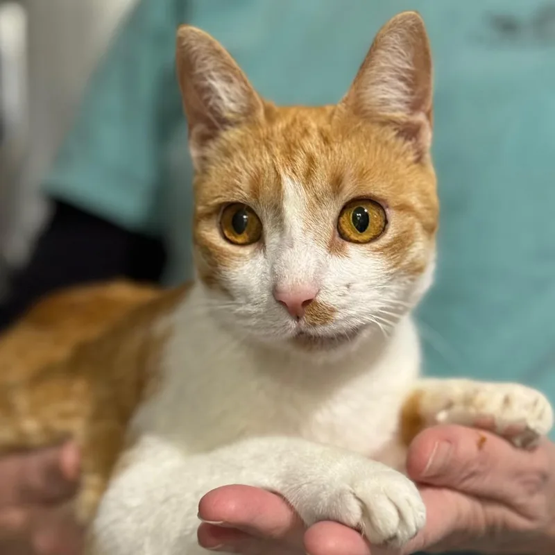 Maybelle thumbnail 3