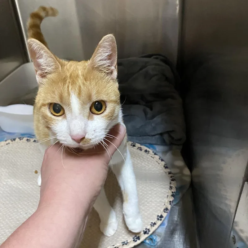 Maybelle thumbnail 4