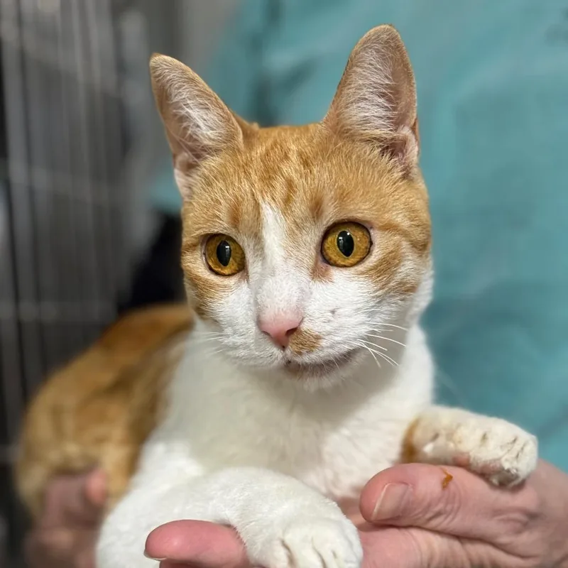 Maybelle thumbnail 5