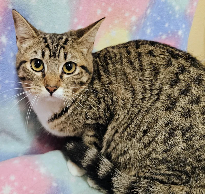 Ginger  Rancho Cucamonga thumbnail 2