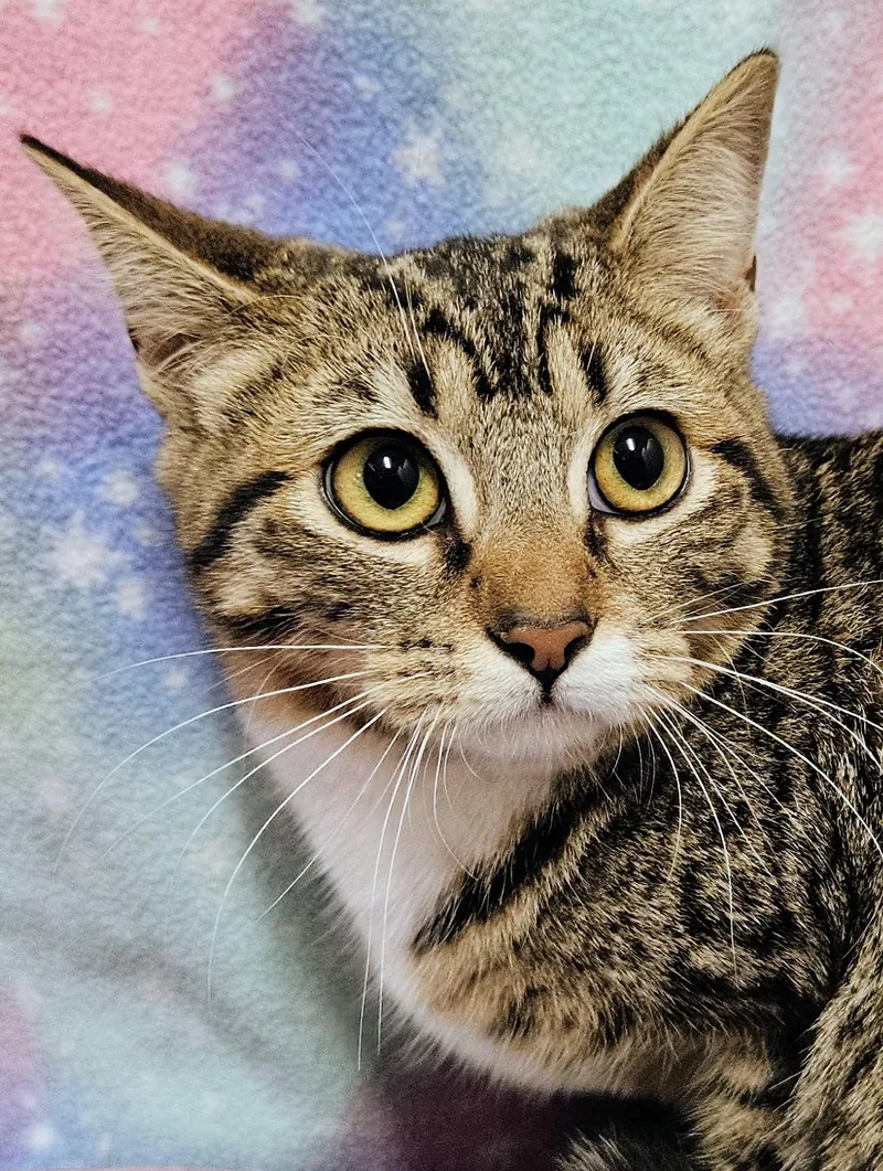 Ginger Rancho Cucamonga