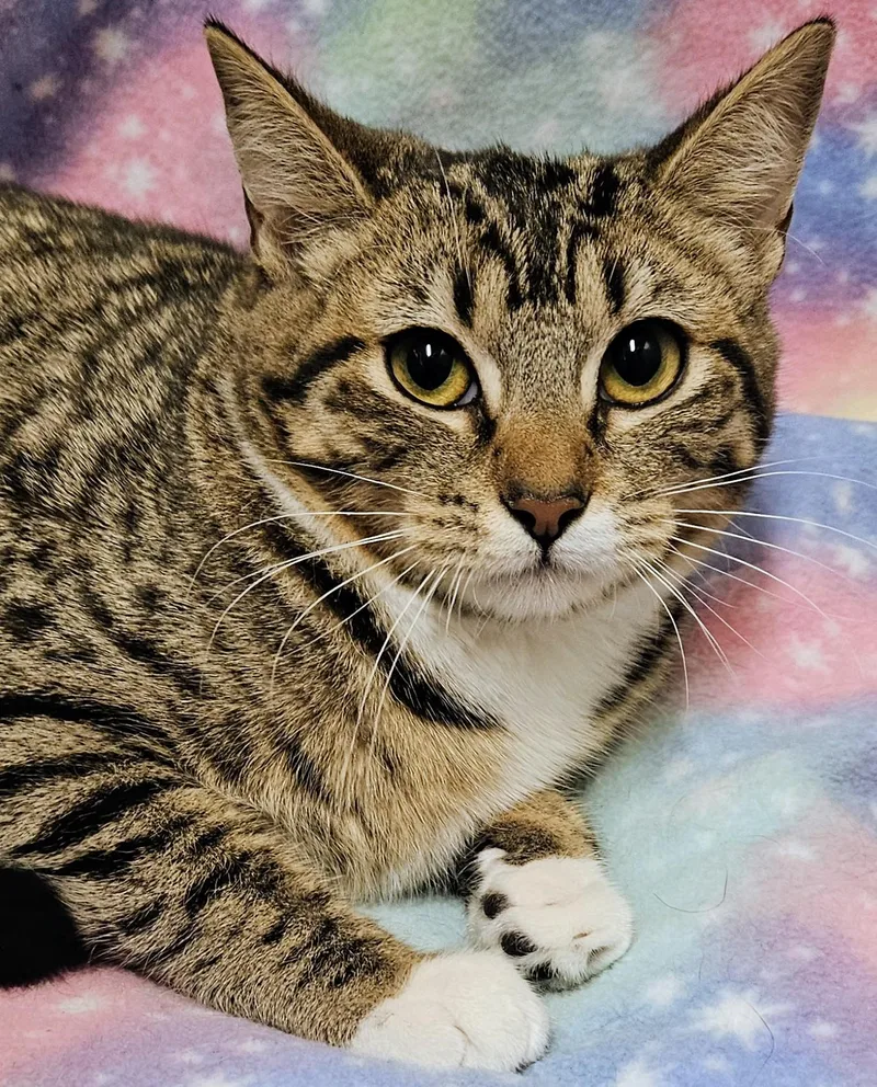 Ginger  Rancho Cucamonga thumbnail 4