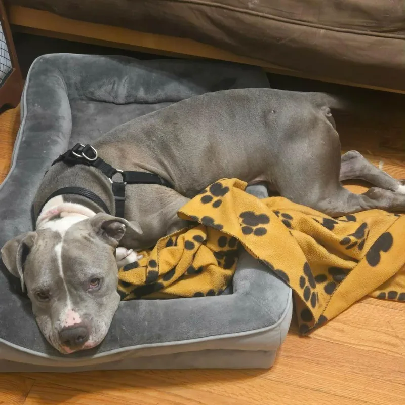 Nitro Nelly thumbnail 2