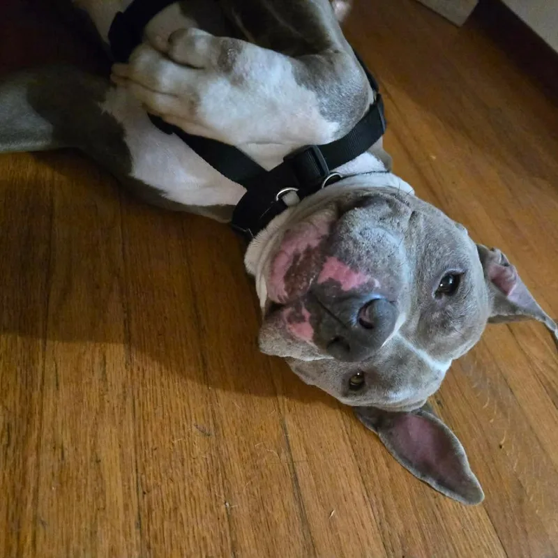 Nitro Nelly thumbnail 3