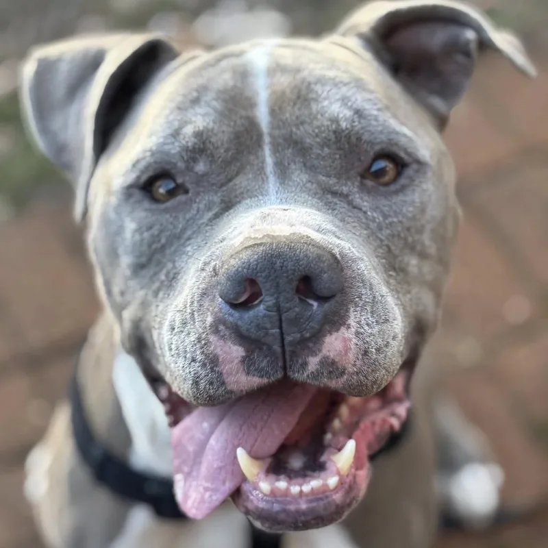 Nitro Nelly thumbnail 4