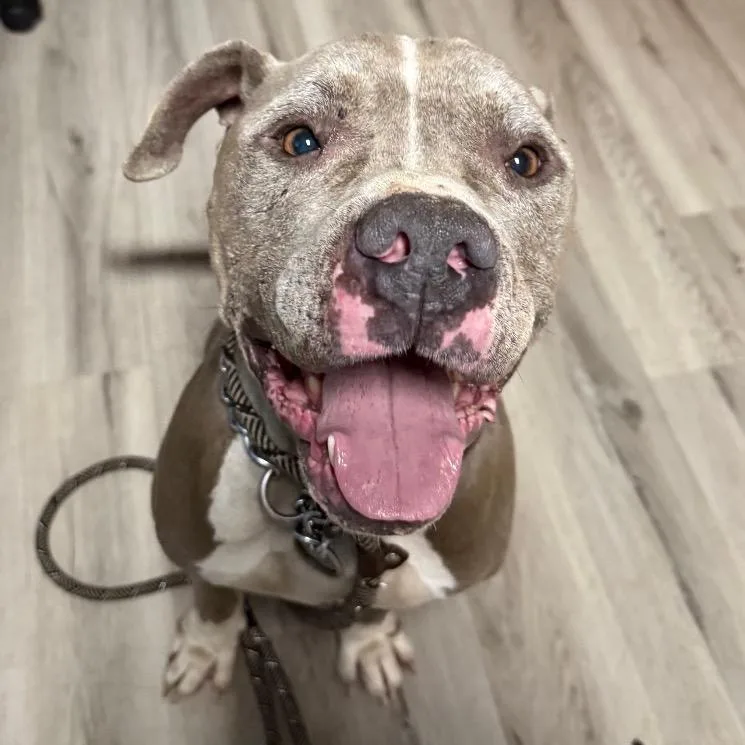 Nitro Nelly thumbnail 5