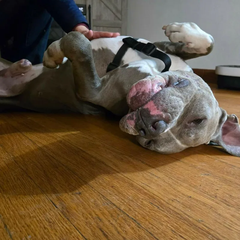 Nitro Nelly thumbnail 6