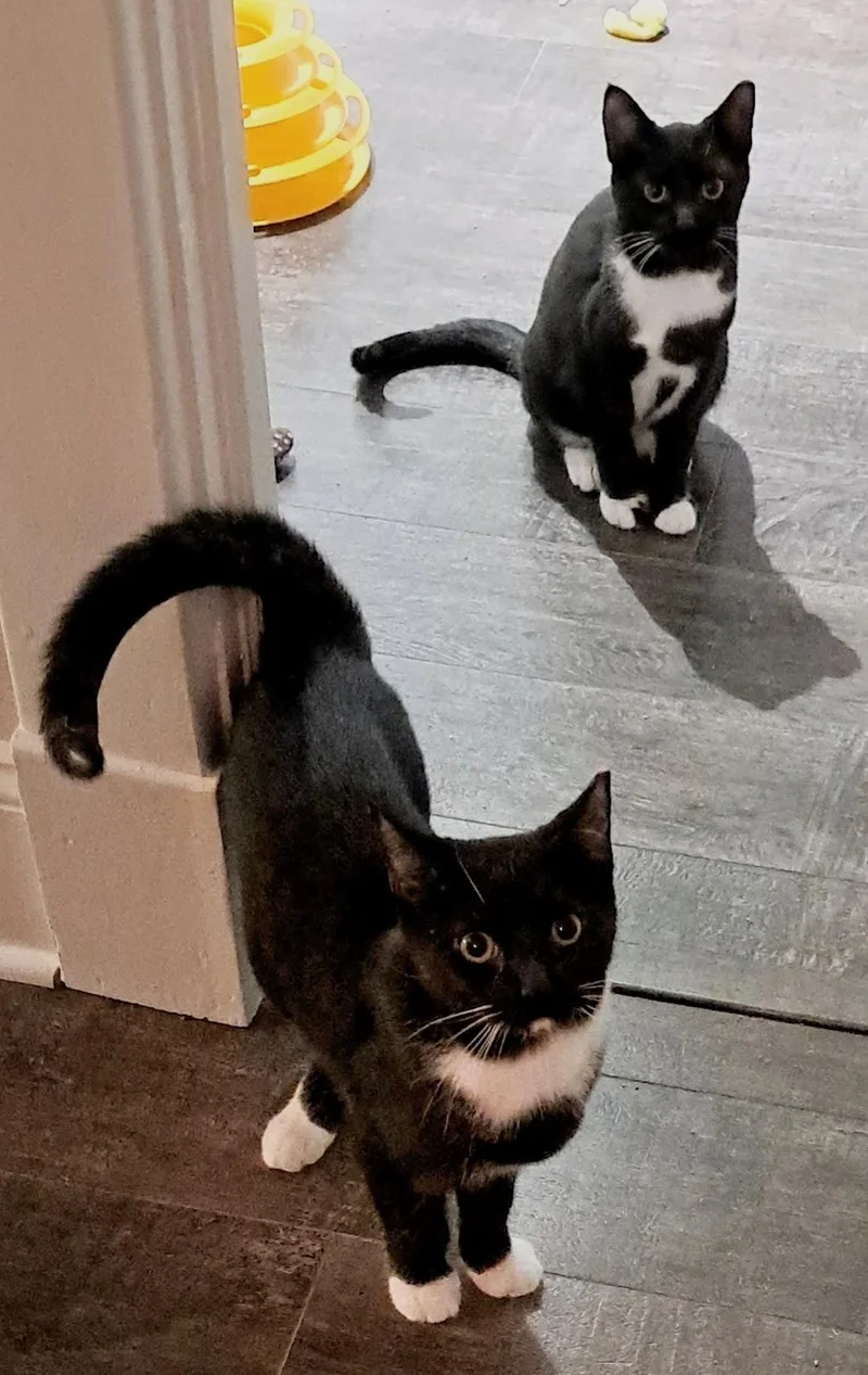 Domino And Bishop thumbnail 2