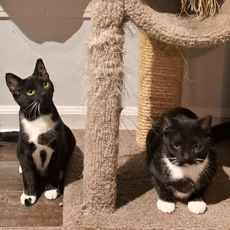 Domino And Bishop photo 1