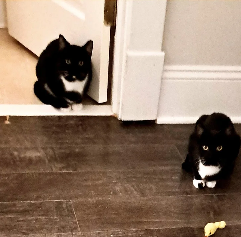 Domino And Bishop thumbnail 3