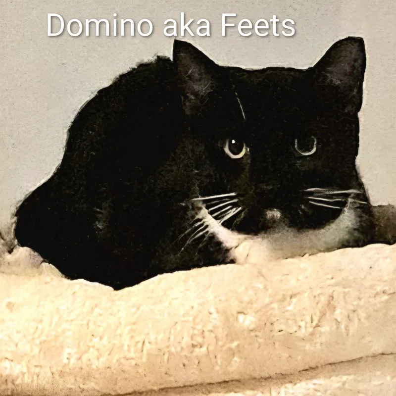 Domino And Bishop thumbnail 4