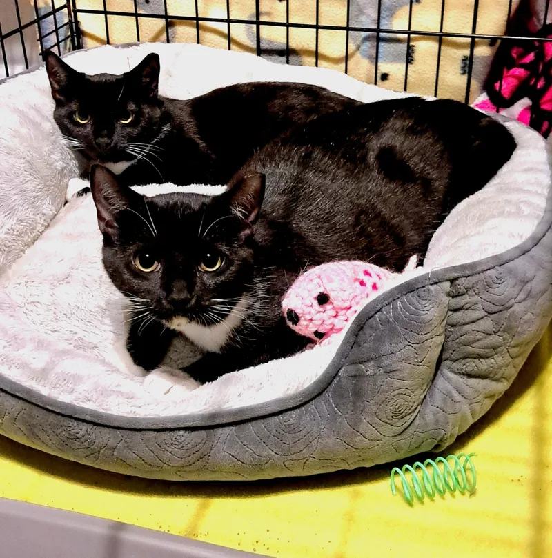 Domino And Bishop thumbnail 5