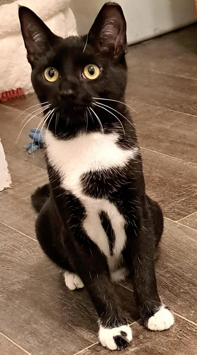 Domino And Bishop thumbnail 6