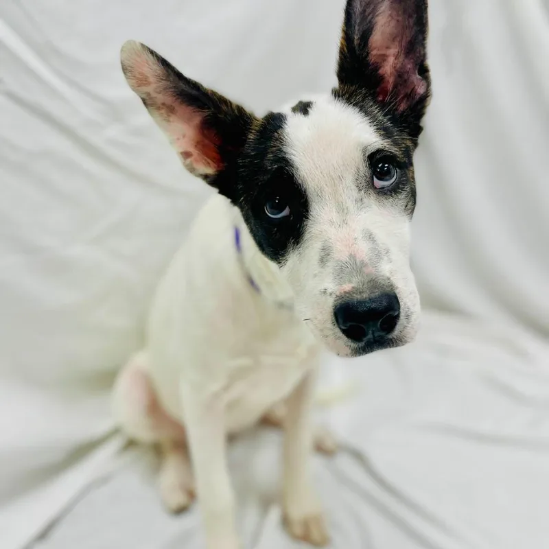 Marshmallow  Hannah thumbnail 4