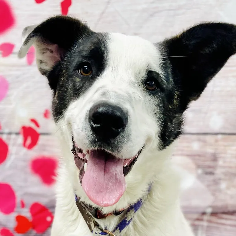 Marshmallow  Hannah thumbnail 5