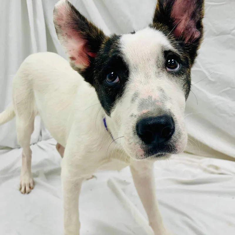 Marshmallow  Hannah thumbnail 6