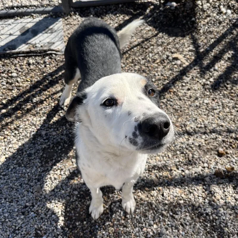 Burton Guster "gus" thumbnail 2