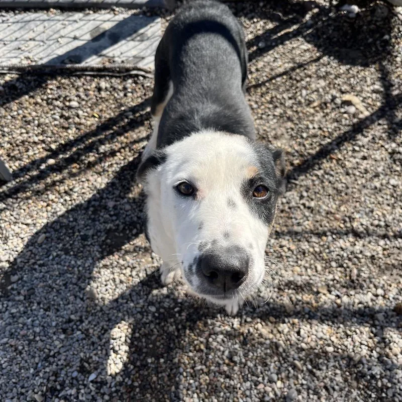 Burton Guster "gus" thumbnail 3