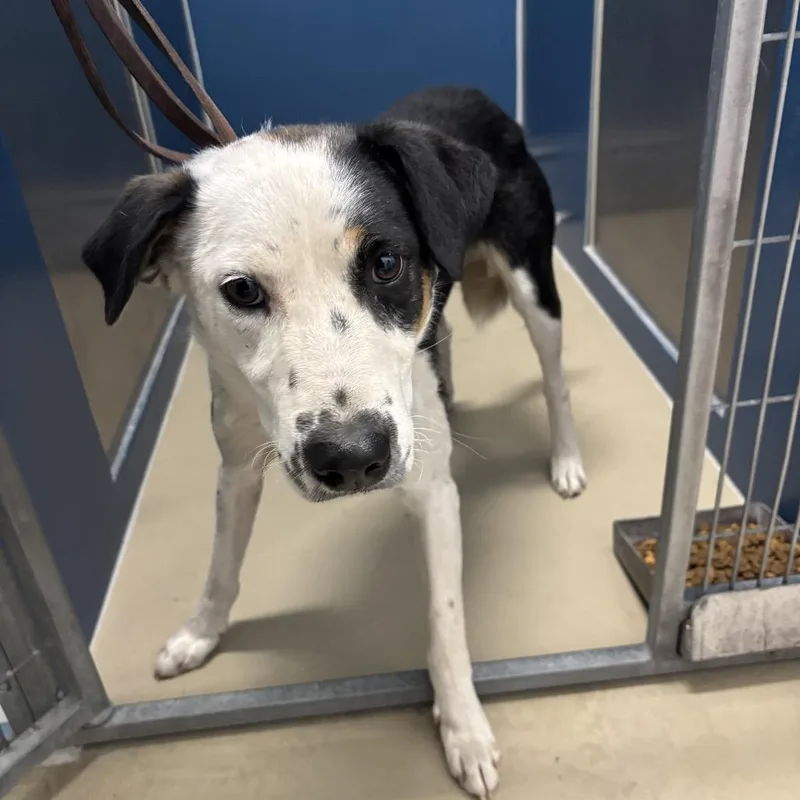 Burton Guster "gus" thumbnail 4