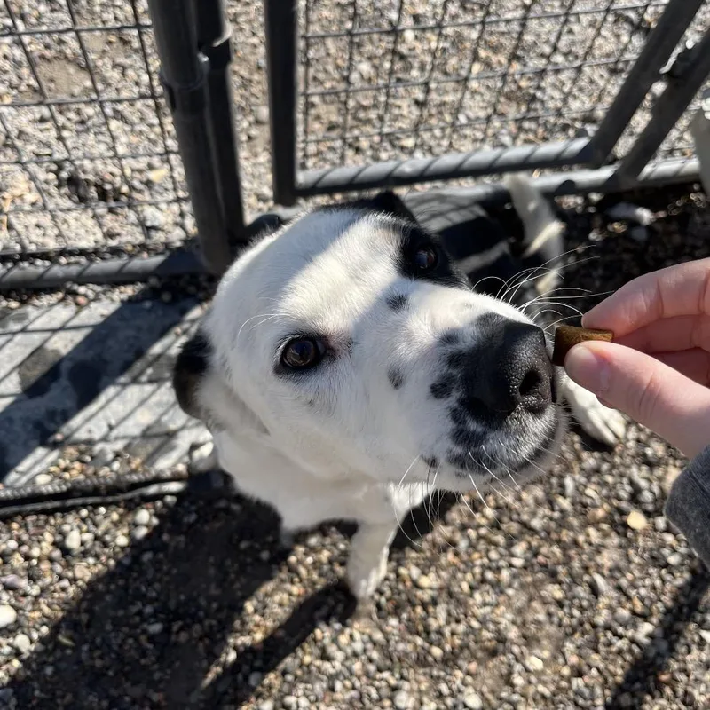 Burton Guster "gus" thumbnail 5