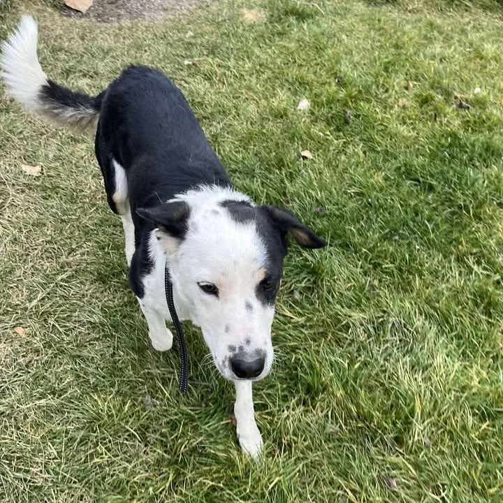 Burton Guster "gus" thumbnail 6