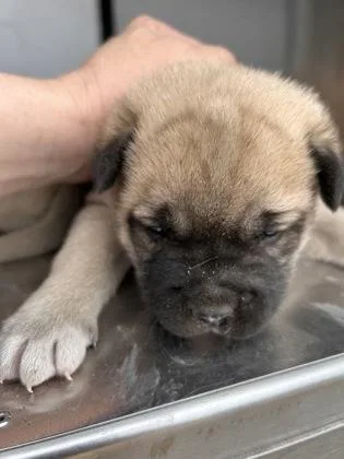 An adult small-sized female Pit Bull Terrier dog named April for adoption in Fort Worth, TX