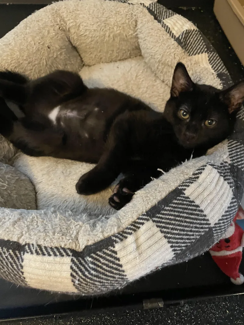 Trailblazer thumbnail 2