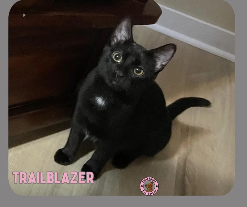 Trailblazer thumbnail 3